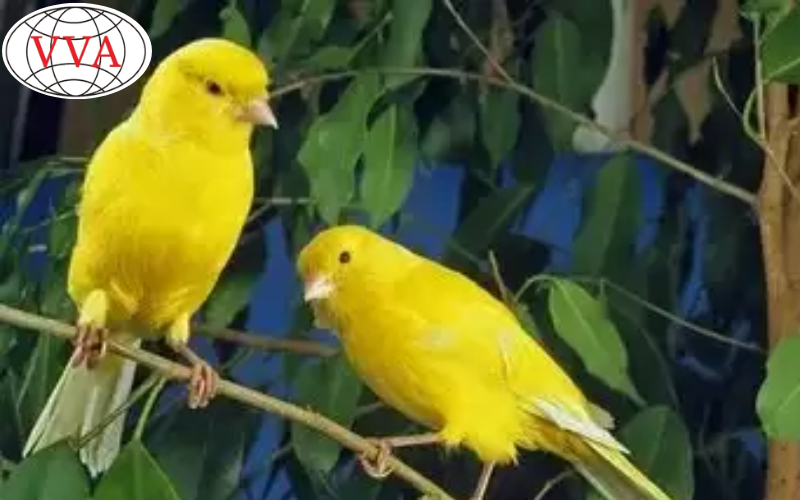 Chăm Sóc Chim Hoàng Yến Cho Người Mới Bắt Đầu